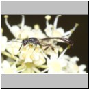 Gasteruption assectator - Gichtwespe m01a 10mm - OS-Hellern Waldwiese det.jpg